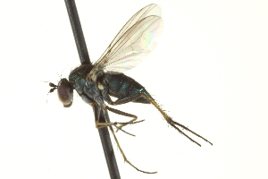  (Dolichopus sp. SEB14 - CNC DIPTERA 163568)  @14 [ ] CreativeCommons - Attribution (2012) CNC/CBG Photography Group Centre for Biodiversity Genomics