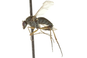  (Hercostomus - CNC DIPTERA 163024)  @14 [ ] CreativeCommons - Attribution (2012) CNC/CBG Photography Group Centre for Biodiversity Genomics