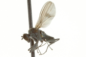  ( - CNC DIPTERA 163025)  @12 [ ] CreativeCommons - Attribution (2012) CNC/CBG Photography Group Centre for Biodiversity Genomics