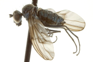  ( - CNC DIPTERA 163026)  @12 [ ] CreativeCommons - Attribution (2012) CNC/CBG Photography Group Centre for Biodiversity Genomics