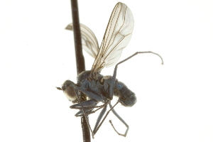 ( - CNC DIPTERA 163027)  @13 [ ] CreativeCommons - Attribution (2012) CNC/CBG Photography Group Centre for Biodiversity Genomics