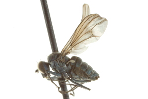  ( - CNC DIPTERA 163028)  @12 [ ] CreativeCommons - Attribution (2012) CNC/CBG Photography Group Centre for Biodiversity Genomics