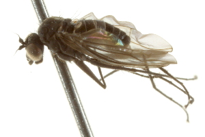  ( - CNC DIPTERA 163032)  @11 [ ] CreativeCommons - Attribution (2012) CNC/CBG Photography Group Centre for Biodiversity Genomics