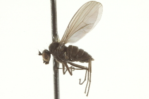  ( - CNC DIPTERA 163034)  @11 [ ] CreativeCommons - Attribution (2012) CNC/CBG Photography Group Centre for Biodiversity Genomics
