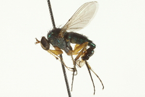  ( - CNC DIPTERA 163050)  @13 [ ] CreativeCommons - Attribution (2012) CNC/CBG Photography Group Centre for Biodiversity Genomics