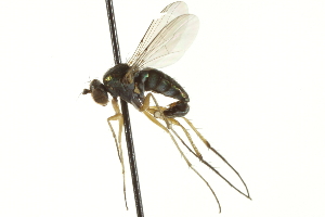  (Dolichopus incisuralis - CNC DIPTERA 163064)  @14 [ ] CreativeCommons - Attribution (2012) CNC/CBG Photography Group Centre for Biodiversity Genomics