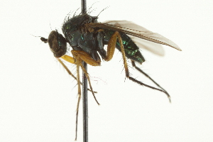  ( - CNC DIPTERA 163077)  @13 [ ] CreativeCommons - Attribution (2012) CNC/CBG Photography Group Centre for Biodiversity Genomics