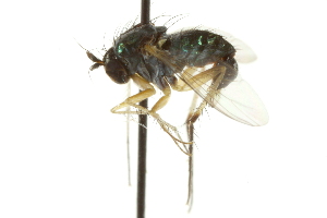  (Dolichopus socius - CNC DIPTERA 163084)  @13 [ ] CreativeCommons - Attribution (2012) CNC/CBG Photography Group Centre for Biodiversity Genomics