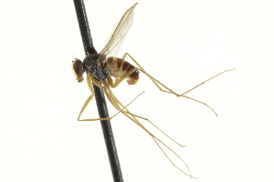  (Dolichopus lateralis - CNC DIPTERA 163085)  @11 [ ] CreativeCommons - Attribution (2012) CNC/CBG Photography Group Centre for Biodiversity Genomics