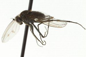  ( - CNC DIPTERA 163098)  @12 [ ] CreativeCommons - Attribution (2012) CNC/CBG Photography Group Centre for Biodiversity Genomics