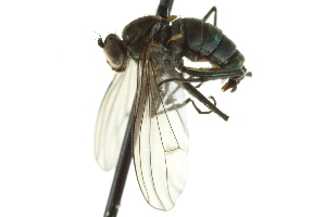  ( - CNC DIPTERA 163102)  @13 [ ] CreativeCommons - Attribution (2012) CNC/CBG Photography Group Centre for Biodiversity Genomics