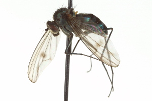  ( - CNC DIPTERA 163117)  @13 [ ] CreativeCommons - Attribution (2012) CNC/CBG Photography Group Centre for Biodiversity Genomics