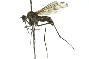 ( - CNC DIPTERA 163119)  @12 [ ] CreativeCommons - Attribution (2012) CNC/CBG Photography Group Centre for Biodiversity Genomics