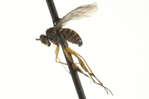  ( - CNC DIPTERA 163145)  @13 [ ] CreativeCommons - Attribution (2012) CNC/CBG Photography Group Centre for Biodiversity Genomics