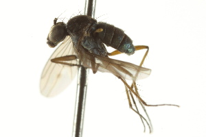  ( - CNC DIPTERA 163159)  @12 [ ] CreativeCommons - Attribution (2012) CNC/CBG Photography Group Centre for Biodiversity Genomics