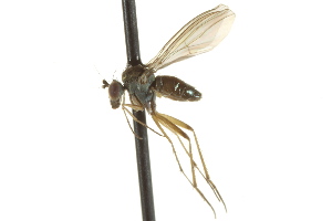  ( - CNC DIPTERA 163190)  @13 [ ] CreativeCommons - Attribution (2012) CNC/CBG Photography Group Centre for Biodiversity Genomics