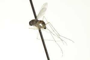  ( - CNC DIPTERA 163452)  @13 [ ] CreativeCommons - Attribution (2012) CNC/CBG Photography Group Centre for Biodiversity Genomics