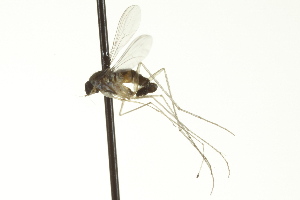  ( - CNC DIPTERA 163453)  @13 [ ] CreativeCommons - Attribution (2012) CNC/CBG Photography Group Centre for Biodiversity Genomics