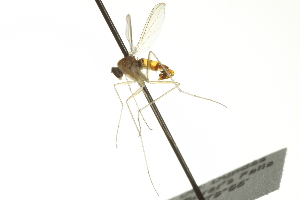  ( - CNC DIPTERA 163454)  @11 [ ] CreativeCommons - Attribution (2012) CNC/CBG Photography Group Centre for Biodiversity Genomics