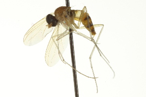  ( - CNC DIPTERA 163455)  @13 [ ] CreativeCommons - Attribution (2012) CNC/CBG Photography Group Centre for Biodiversity Genomics