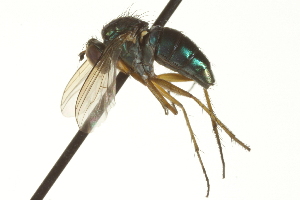  ( - CNC DIPTERA 163573)  @12 [ ] CreativeCommons - Attribution (2012) CNC/CBG Photography Group Centre for Biodiversity Genomics