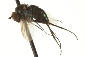  (Dolichopus sp. SEB17 - CNC DIPTERA 163582)  @13 [ ] CreativeCommons - Attribution (2012) CNC/CBG Photography Group Centre for Biodiversity Genomics