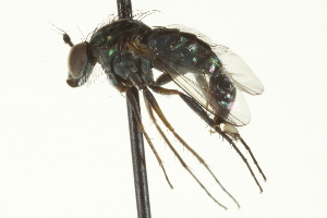  (Dolichopus sp. SEB21 - CNC DIPTERA 163598)  @13 [ ] CreativeCommons - Attribution (2012) CNC/CBG Photography Group Centre for Biodiversity Genomics