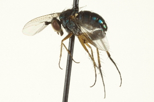  (Dolichopus sp. SEB28 - CNC DIPTERA 163614)  @14 [ ] CreativeCommons - Attribution (2012) CNC/CBG Photography Group Centre for Biodiversity Genomics