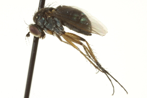  ( - CNC DIPTERA 163616)  @12 [ ] CreativeCommons - Attribution (2012) CNC/CBG Photography Group Centre for Biodiversity Genomics