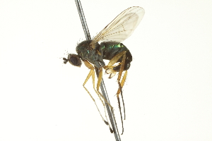  (Dolichopus sp. SEB31 - CNC DIPTERA 163619)  @14 [ ] CreativeCommons - Attribution (2012) CNC/CBG Photography Group Centre for Biodiversity Genomics