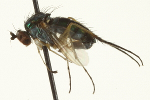  (Dolichopus sp. SEB32 - CNC DIPTERA 163620)  @13 [ ] CreativeCommons - Attribution (2012) CNC/CBG Photography Group Centre for Biodiversity Genomics