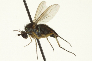  ( - CNC DIPTERA 163621)  @11 [ ] CreativeCommons - Attribution (2012) CNC/CBG Photography Group Centre for Biodiversity Genomics