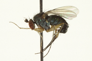  ( - CNC DIPTERA 163624)  @13 [ ] CreativeCommons - Attribution (2012) CNC/CBG Photography Group Centre for Biodiversity Genomics