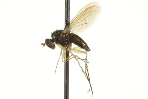  ( - CNC DIPTERA 163627)  @13 [ ] CreativeCommons - Attribution (2012) CNC/CBG Photography Group Centre for Biodiversity Genomics