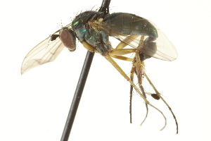  (Dolichopus sp. SEB35 - CNC DIPTERA 163629)  @13 [ ] CreativeCommons - Attribution (2012) CNC/CBG Photography Group Centre for Biodiversity Genomics