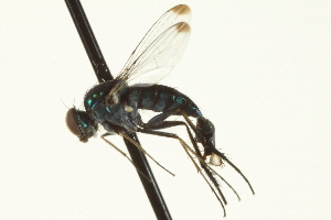  (Dolichopus sp. SEB40 - CNC DIPTERA 163634)  @12 [ ] CreativeCommons - Attribution (2012) CNC/CBG Photography Group Centre for Biodiversity Genomics