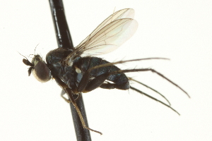  (Paraclius - CNC DIPTERA 163648)  @13 [ ] CreativeCommons - Attribution (2012) CNC/CBG Photography Group Centre for Biodiversity Genomics