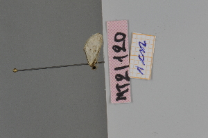  ( - MT21120)  @12 [ ] by-nc-sa (2022) Makrina Tsinoglou University of Vienna, Dept of Botany and Biodiversity
