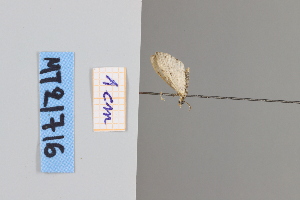  ( - MT21716)  @12 [ ] by-nc-sa (2022) Makrina Tsinoglou University of Vienna, Dept of Botany and Biodiversity