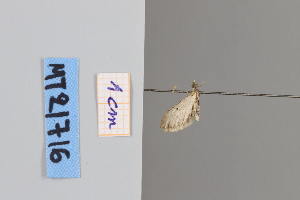  ( - MT21716)  @12 [ ] by-nc-sa (2022) Makrina Tsinoglou University of Vienna, Dept of Botany and Biodiversity