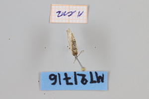  ( - MT21716)  @12 [ ] by-nc-sa (2022) Makrina Tsinoglou University of Vienna, Dept of Botany and Biodiversity
