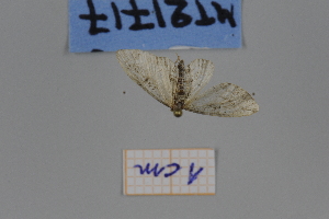  ( - MT21717)  @12 [ ] by-nc-sa (2022) Makrina Tsinoglou University of Vienna, Dept of Botany and Biodiversity