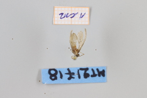  ( - MT21718)  @12 [ ] by-nc-sa (2022) Makrina Tsinoglou University of Vienna, Dept of Botany and Biodiversity