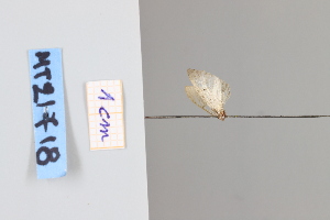  ( - MT21718)  @12 [ ] by-nc-sa (2022) Makrina Tsinoglou University of Vienna, Dept of Botany and Biodiversity