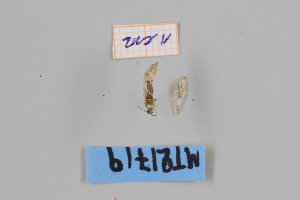  ( - MT21719)  @12 [ ] by-nc-sa (2022) Makrina Tsinoglou University of Vienna, Dept of Botany and Biodiversity