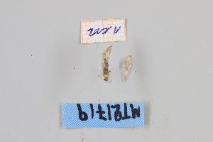  ( - MT21719)  @12 [ ] by-nc-sa (2022) Makrina Tsinoglou University of Vienna, Dept of Botany and Biodiversity