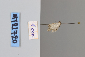  ( - MT21720)  @12 [ ] by-nc-sa (2022) Makrina Tsinoglou University of Vienna, Dept of Botany and Biodiversity