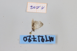  ( - MT21720)  @12 [ ] by-nc-sa (2022) Makrina Tsinoglou University of Vienna, Dept of Botany and Biodiversity