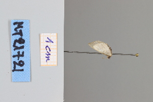  ( - MT21721)  @12 [ ] by-nc-sa (2022) Makrina Tsinoglou University of Vienna, Dept of Botany and Biodiversity