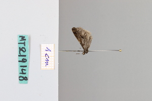  ( - MT219148_a)  @11 [ ] by-nc-sa (2022) Makrina Tsinoglou University of Vienna, Dept of Botany and Biodiversity